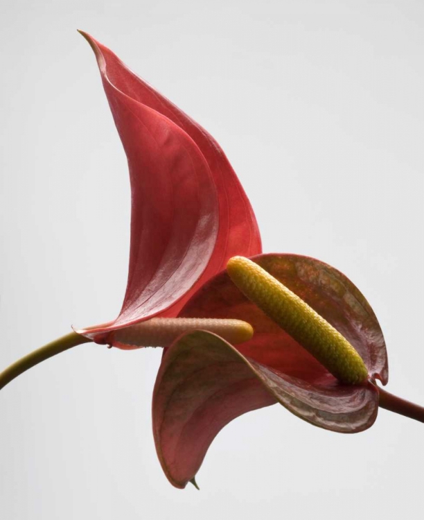 Picture of ANTHURIUM 3