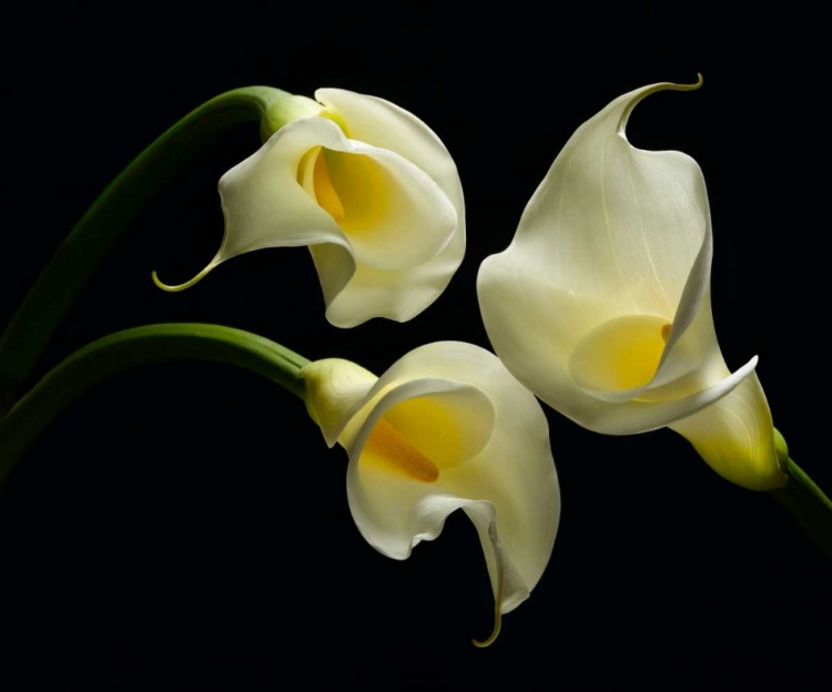 Picture of THREE CALLA LILLIES