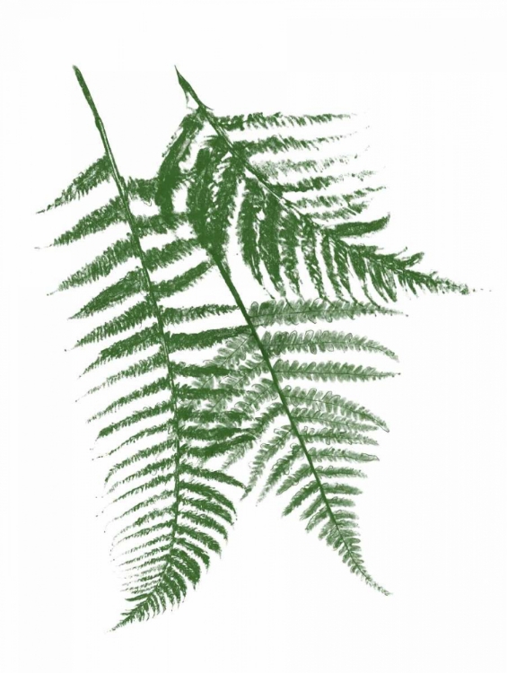 Picture of GREEN FERNS MATE