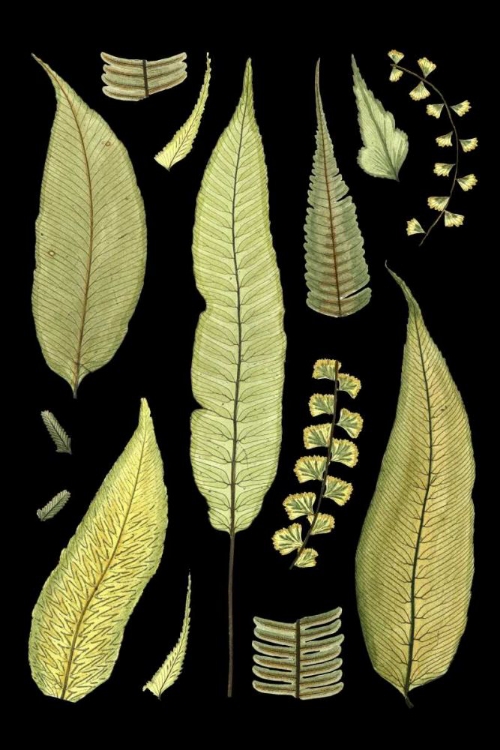 Picture of FERNS ON BLACK III