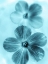 Picture of FORGET ME NOT BLUE I