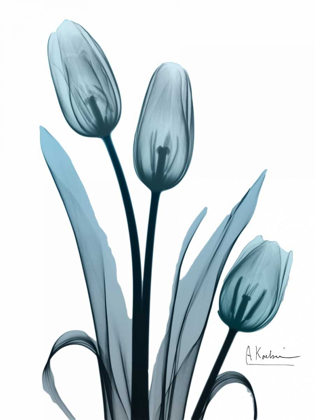 Picture of MIDNIGHT SKY TULIP TRIO