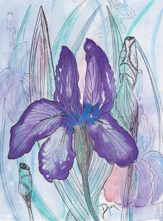 Picture of VIOLET IRIS