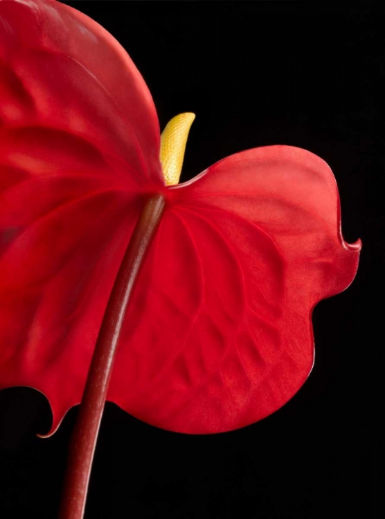 Picture of ANTHURIUM 1