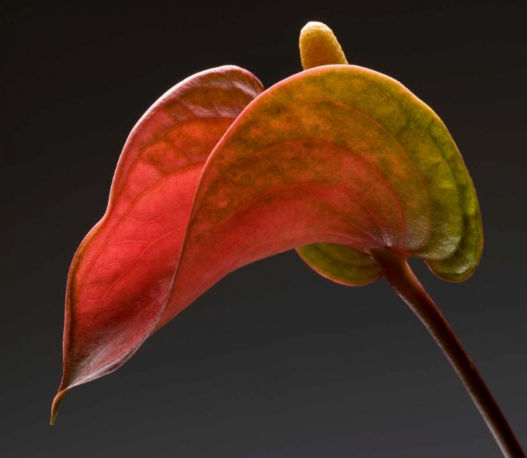 Picture of ANTHURIUM 3