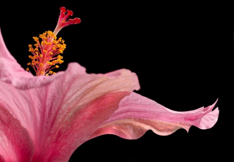 Picture of HIBISCUS 1