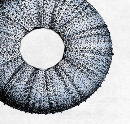 Picture of URCHIN SHELL 1