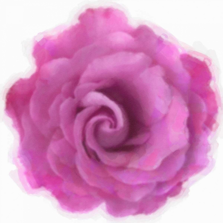 Picture of PINK ROSE