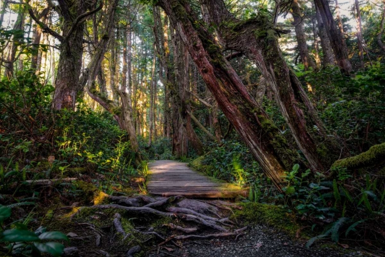 Picture of PATH IN THE FOREST