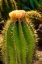 Picture of CACTUS FLOWERS I