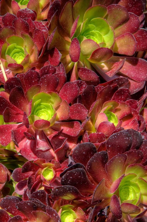 Picture of GREEN IN RED FLOWER