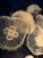 Picture of GRAPHIC JELLYFISH I