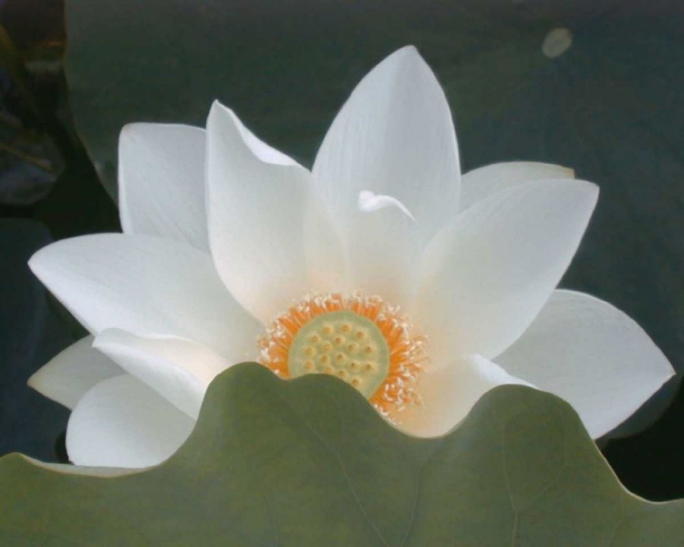 Picture of DELICATE LOTUS III