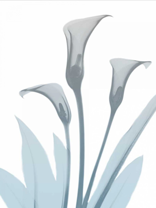 Picture of SERENE CALLA LILY 2