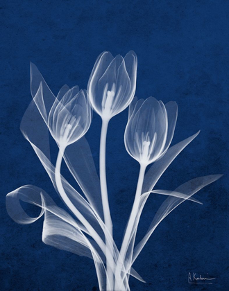 Picture of ECTO INDIGO TULIPS