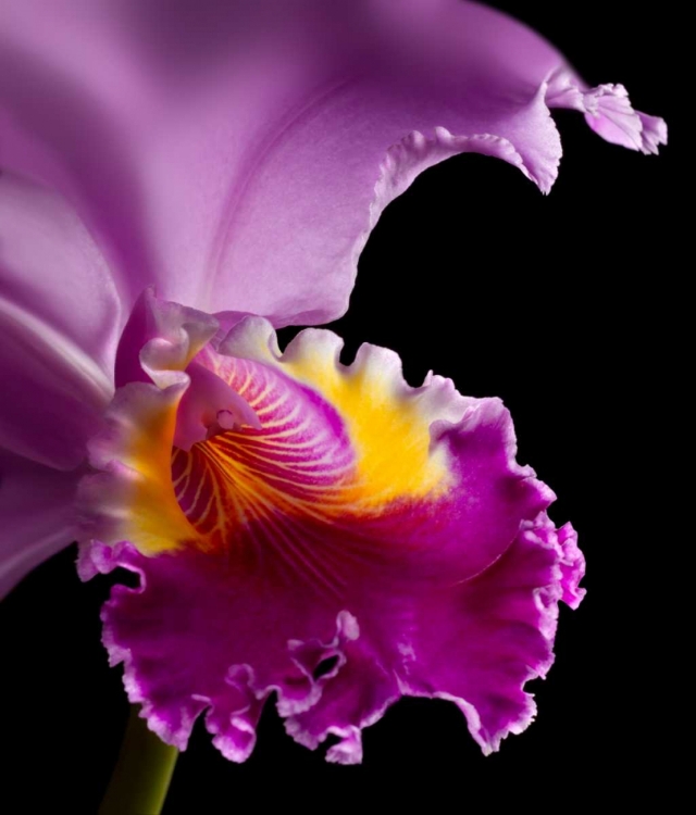 Picture of PURPLE ORCHID