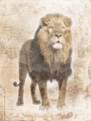 Picture of AFRICAN LION