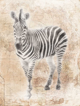 Picture of AFRICAN ZEBRA