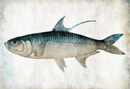 Picture of BLUE FISH