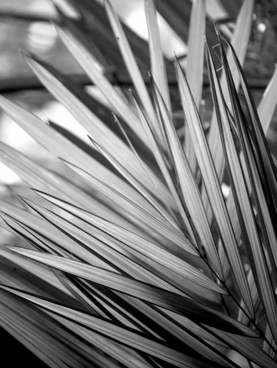 Picture of METAL BW PLANT 2