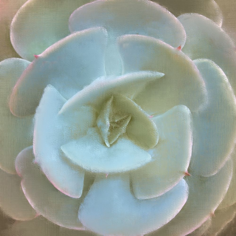 Picture of SUCCULENT 1