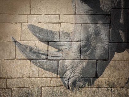 Picture of STONE WALL RHINO