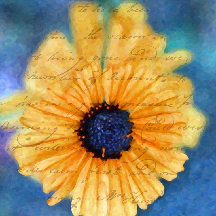 Picture of SCRIPTED WILD SUNFLOWER II