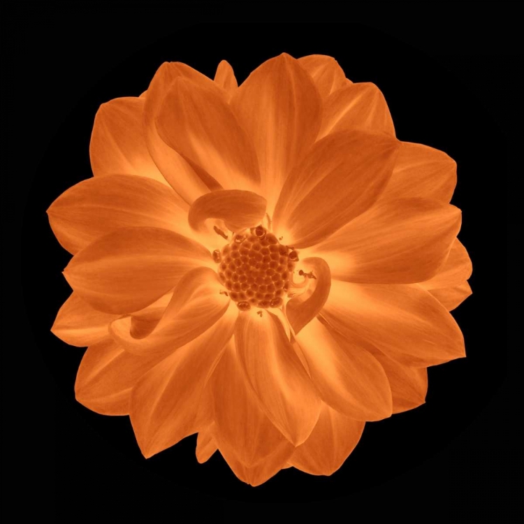 Picture of SEPIA FLORAL IV