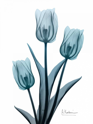 Picture of MIDNIGHT SKY TULIP TRIO 2