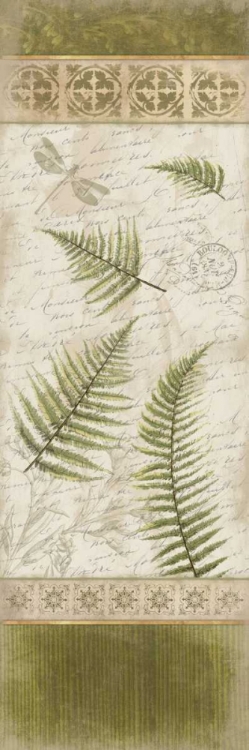 Picture of FERNS