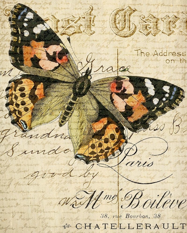 Picture of POSTCARD BUTTERFLY 2