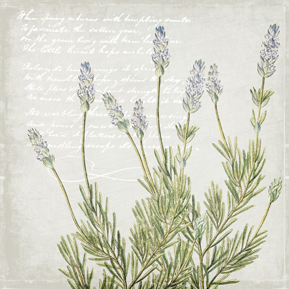 Picture of LAVENDER 2