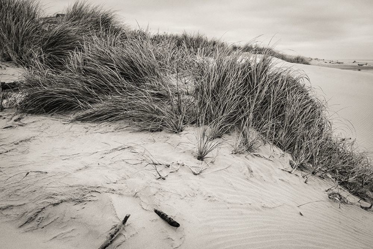 Picture of BEACHY DUNES