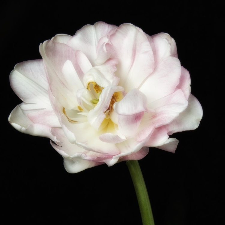 Picture of PERFECT PETALS 2 SQUARE