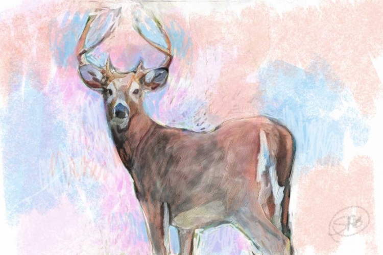 Picture of STAG