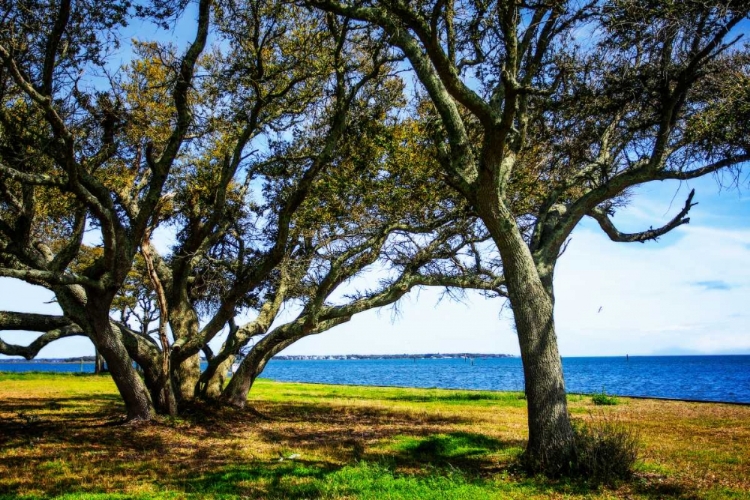 Picture of LIVE OAKS BY THE BAY I