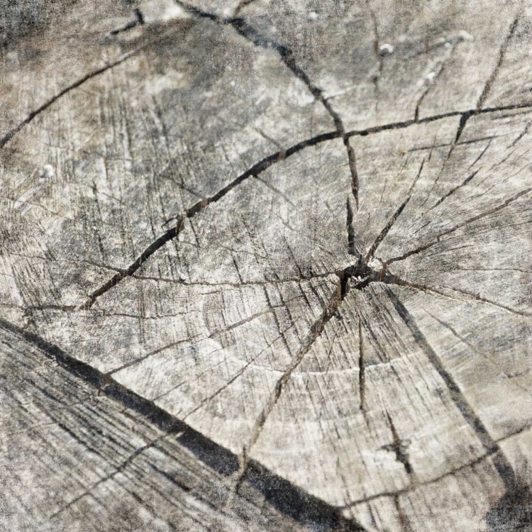 Picture of TREE RINGS TWO