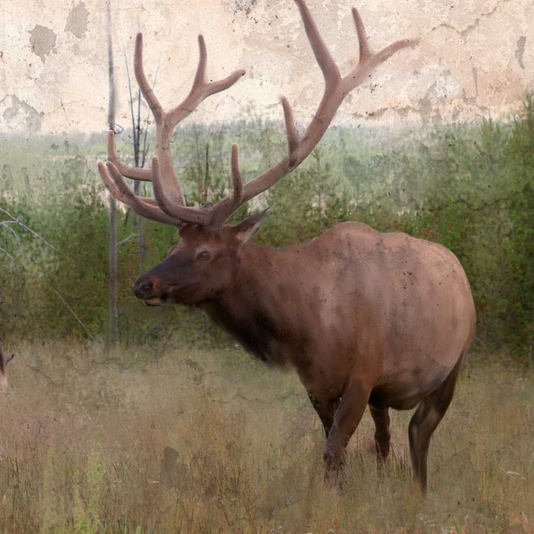 Picture of ELK STRIDE