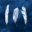 Picture of CYANOTYPE FEATHERS II