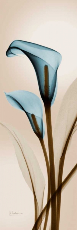 Picture of BLUE CALLA LILY