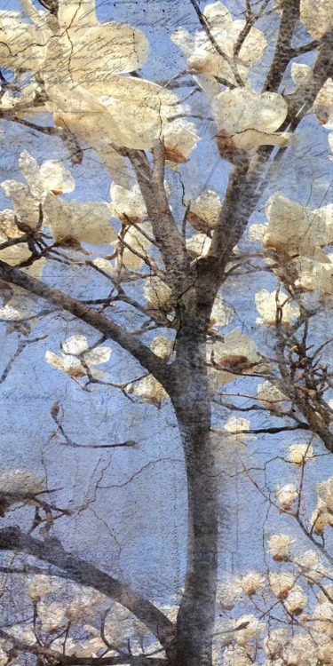 Picture of MAGNOLIA PANEL 1