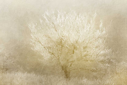 Picture of DREAMING TREE