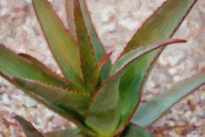 Picture of DESERT ALOE