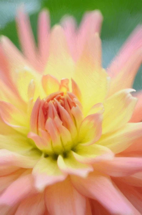 Picture of YELLOW ORANGE DAHLIA 3