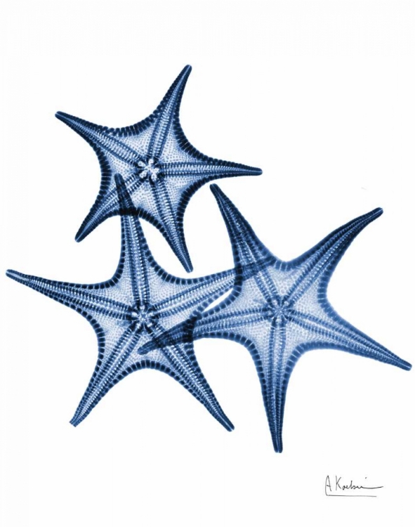 Picture of BLUE TRIO STARFISH