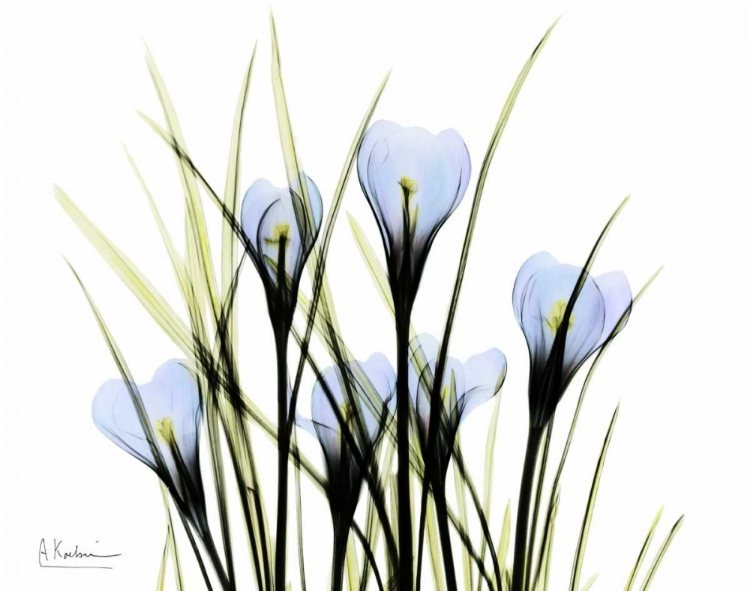 Picture of BUNCHED CROCUS