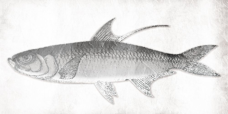 Picture of GREY FISH