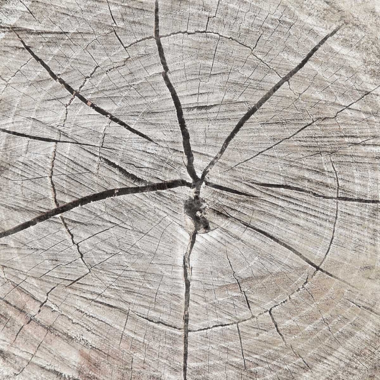 Picture of TREE RINGS