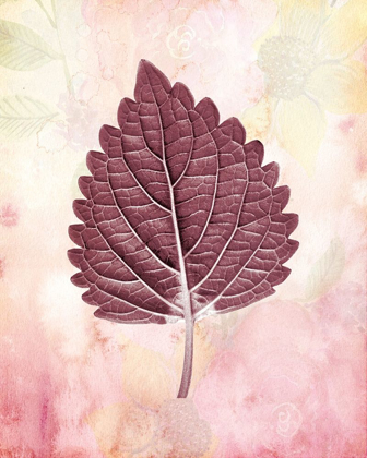 Picture of BURGUNDY LEAF 1