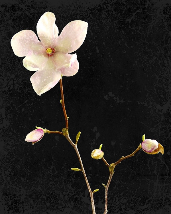 Picture of MAGNOLIA ON BLACK 1